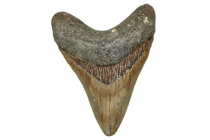 Serrated, Fossil Megalodon Tooth - North Carolina #340871